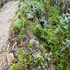 Plants: image 137 Of 208 Thumb